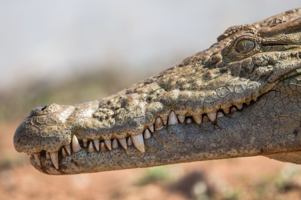 Crocodile Tour in Jaco Costa Rica, Visit Jaco Costa Rica